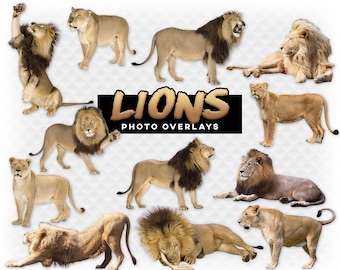 Superposiciones de animales leoneros al aire libre para fotógrafos, imágenes prediseñadas, álbum de recortes, imágenes de alta calidad gruñendo animales salvajes