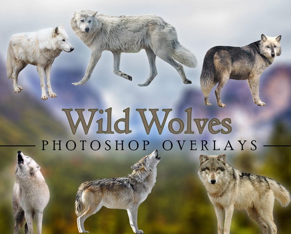 Wild Wolves Wolf Animal Outdoor Overlays For Photographers Etsy Wild Wolves Wolf Animal Outdoor Overlays For Photographers Etsy