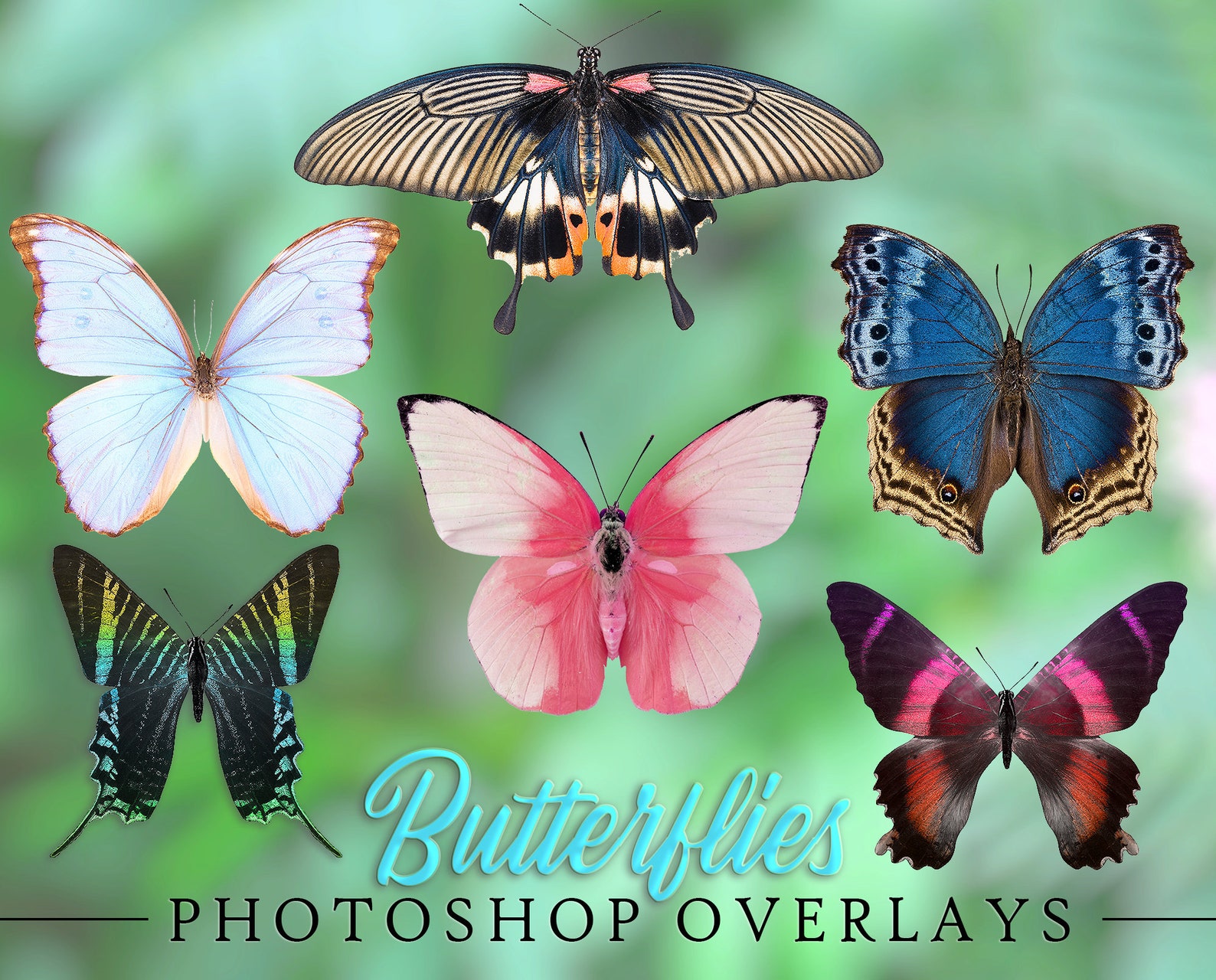 Butterflies Overlay Overlays for Photographers Etsy