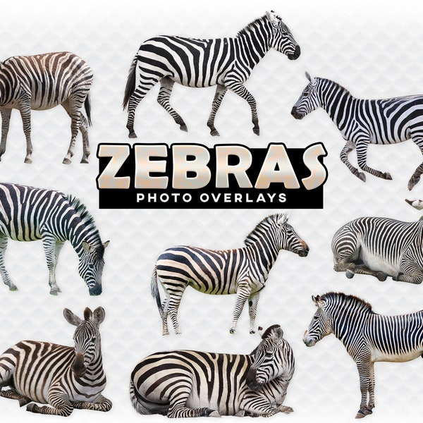 Zebras Overlay Photoshop Zebra Overlays for Photoshop. Composite High Quality Instant Download PNG Clipart Zebra Clip Art Transparent Zebras