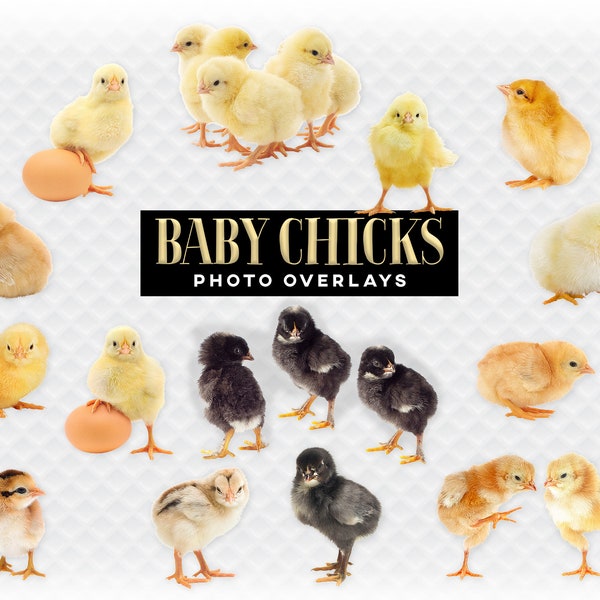 Baby Chicks Chickens Overlay Photoshop Overlays for Photographers, Scrapbooking, and More. High Quality Clipart Clip Art Farm Animals