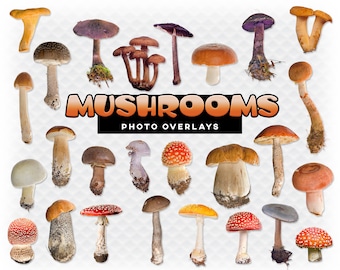 May include: A collection of 25 different types of mushrooms, including red and white, brown, purple, and yellow mushrooms. The mushrooms are arranged in a random pattern on a white background. The text "Mushrooms Photo Overlays" is displayed in orange letters on a black background.