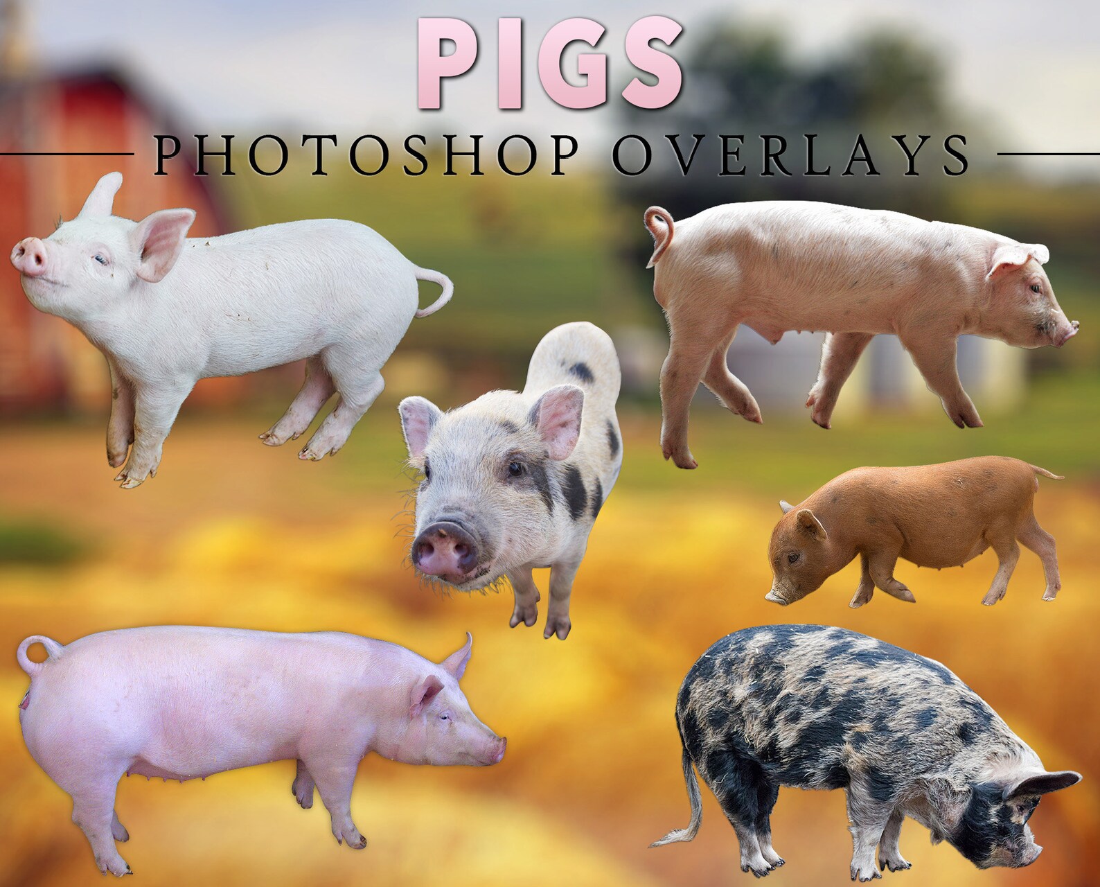 Pigs Farm Overlay Photoshop Overlays for Photographers - Etsy
