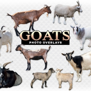 Goats Farm Overlay Photoshop Overlays for Photographers, Invitations, Scrapbooking, and Photos. High Quality PNG Clip Art Goat
