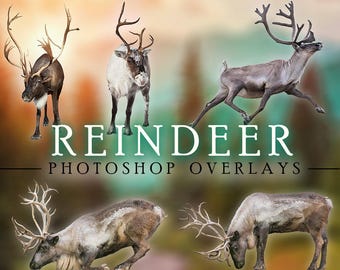 Santa's Reindeer Overlays Collection 1 - For Photographers, Scrapbook, and More. Very High Quality Holiday Clip Art