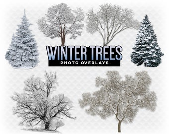 Winter Trees Overlay Photoshop Overlays for Photoshop. Digital Scrapbooking. Composite. PNG Winter Tree Snowy Tree PNG Transparent Overlay