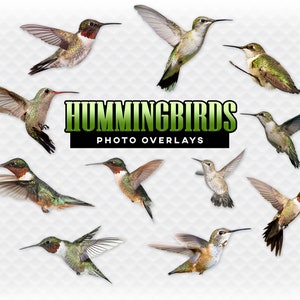 Hummingbirds Overlays - For Photographers, Scrapbook, and More. Very High Quality Clip Art Hummingbird Overlay