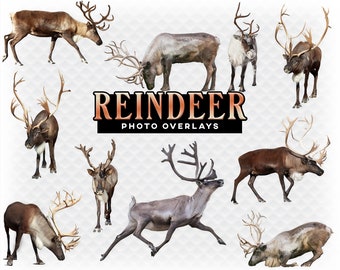 May include: A collection of ten reindeer photo overlays, featuring various poses and angles. The reindeer are brown and white with large antlers. The images are perfect for adding a festive touch to your photos.
