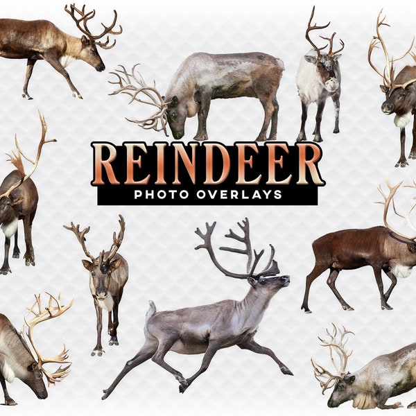 Santa's Reindeer Overlays Collection 1 - For Photographers, Scrapbook, and More. Very High Quality Holiday Clip Art
