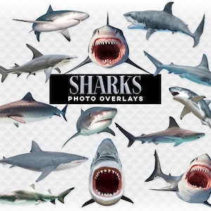 Sharks Overlay Photoshop Overlays for Photoshop. Digital Scrapbooking. Composite. PNG Clip Art Great White Shark Overlay Transparent Shark
