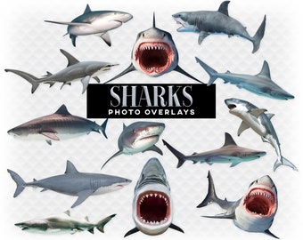 Sharks Overlay Photoshop Overlays for Photoshop. Digital Scrapbooking. Composite. PNG Clip Art Great White Shark Overlay Transparent Shark