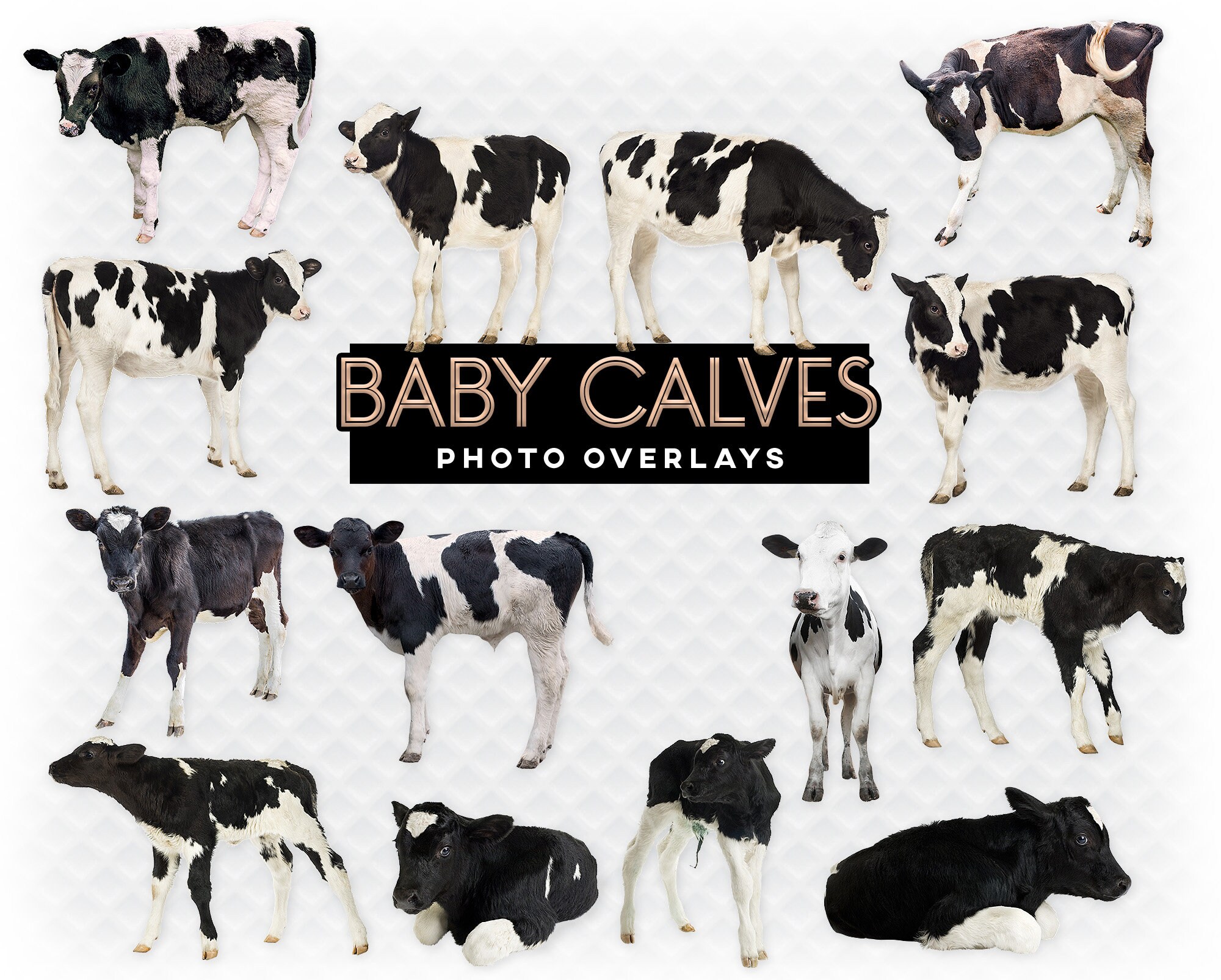 baby calves