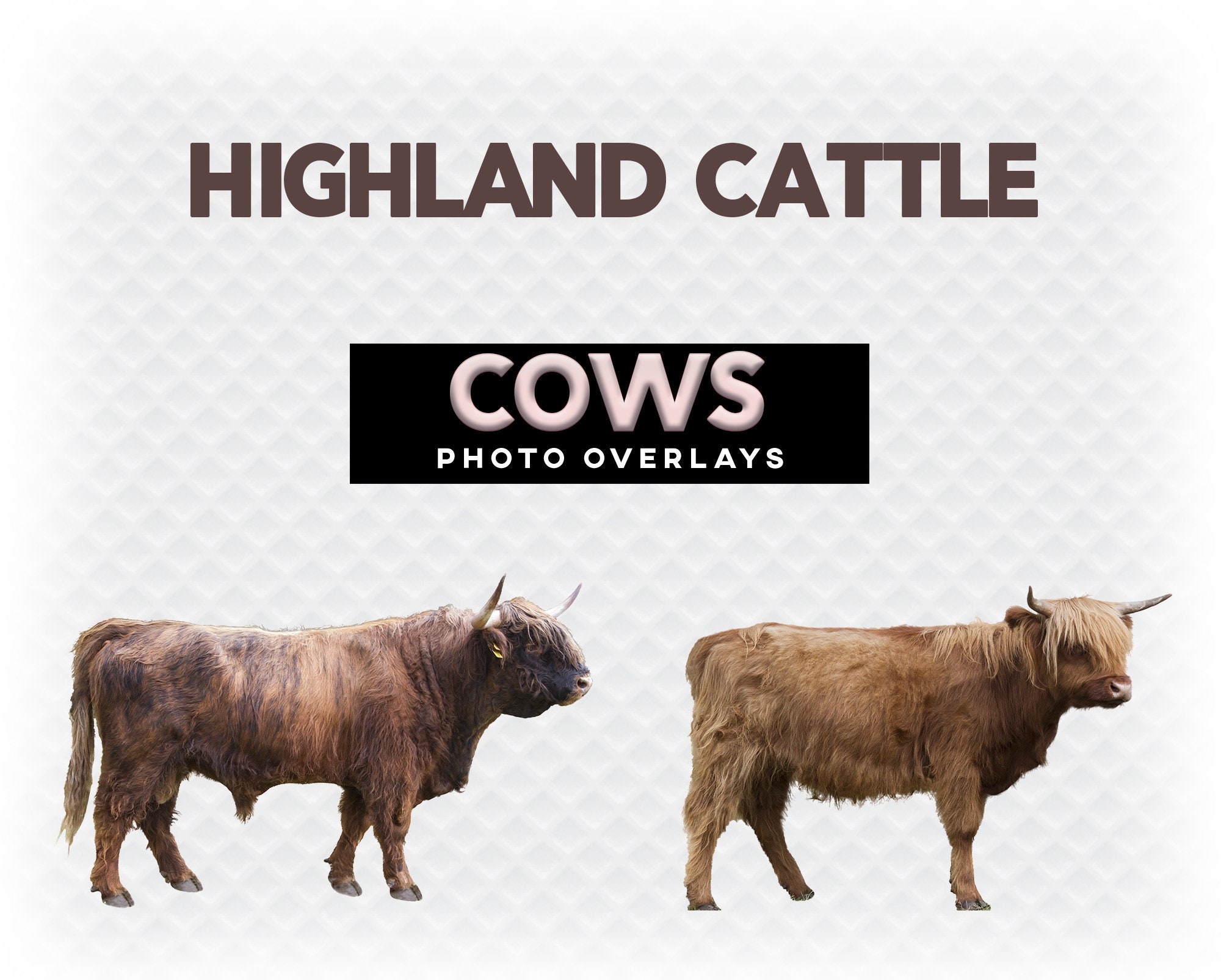 Overlay Bull Cows Cattle Overlay Photoshop Overlays for Photoshop. Digital ...
