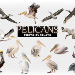 Pelikans Overlay Photoshop Overlays für Fotografen, Scrapbooking und mehr. Hochwertiges Clipart Clip Art Pelikan Vogel Overlay