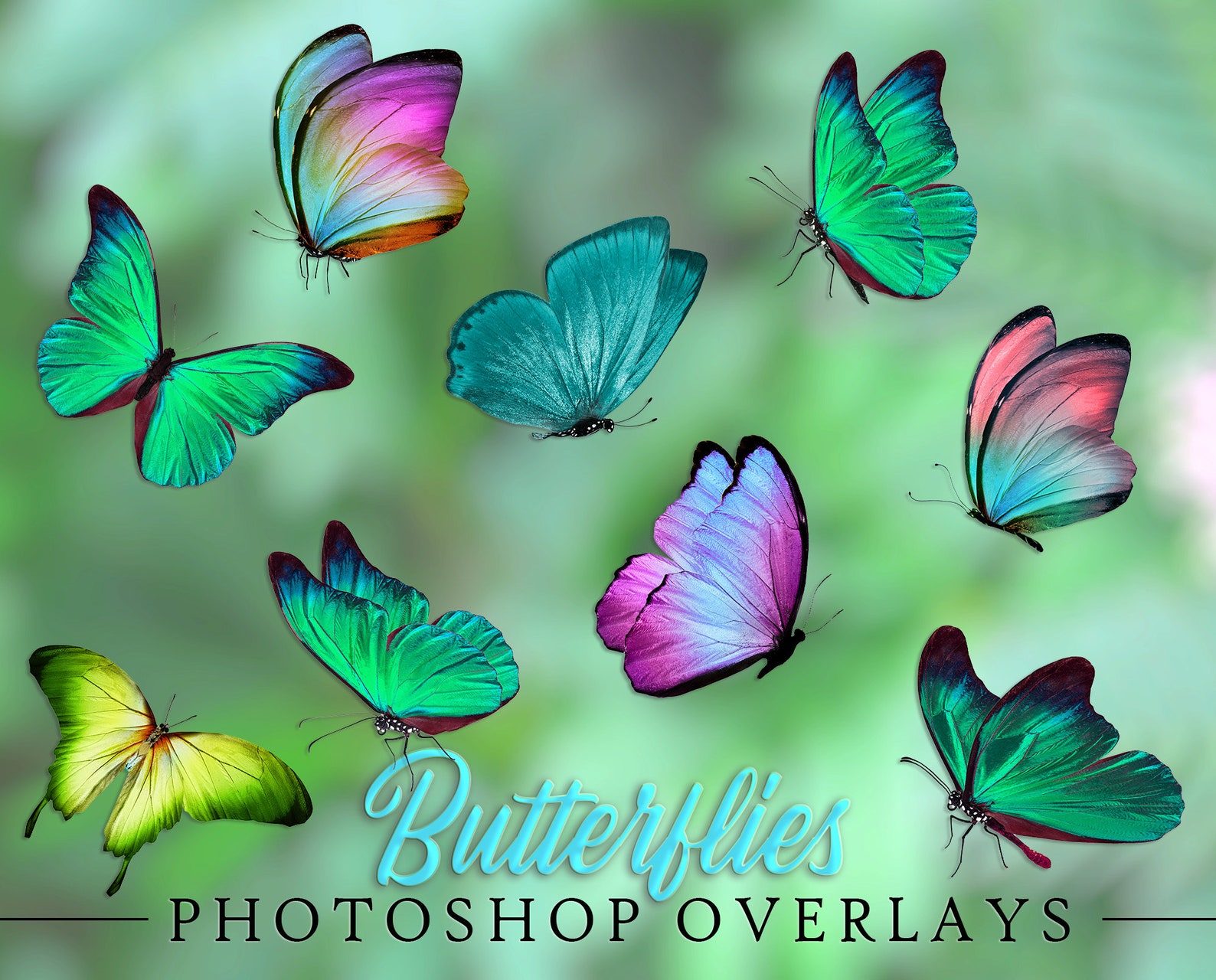 Butterflies Overlay Overlays for Etsy