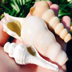 The Magic Conch Regular Size White - by ShellPipe (Free pipe & screens w/ every order!) * Shell Pipe * Seashell Pipe * Natural Smoking Pipe