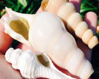 The Magic Conch Regular Size White - by ShellPipe (Free pipe & screens w/ every order!) * Shell Pipe * Seashell Pipe * Natural Smoking Pipe