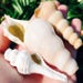 The Magic Conch Regular Size White - by ShellPipe (Free pipe & screens w/ every order!) * Shell Pipe * Seashell Pipe * Natural Smoking Pipe 