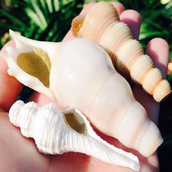The Magic Conch Large Size White - by ShellPipe (Free pipe & screens w/ every order!) * Shell Pipe * Seashell Pipe * Natural Smoking Pipe *