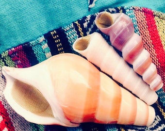 La caracola mágica de gran tamaño Caramelo - de ShellPipe (¡Pipa y rejillas gratis con cada pedido!) * Pipa de concha * Pipa de concha marina * Pipa para fumar natural