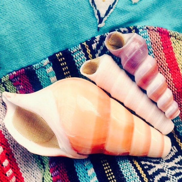 The Magic Conch Mini Size Caramel - by ShellPipe (Free pipe & screens w/ every order!) * Shell Pipe * Seashell Pipe * Natural Smoking Pipe *