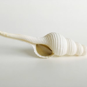 May include: A white seashell with a spiral shape and a long, curved extension. The shell has a textured, ridged surface and a golden-coloured interior. The seashell is a natural, decorative item.