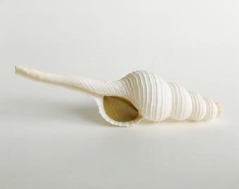 El bebé narval - de ShellPipe (¡Pipas gratis con cada pedido!) * Pipa de concha * Pipa de concha marina * Pipa para fumar * Pipa natural *