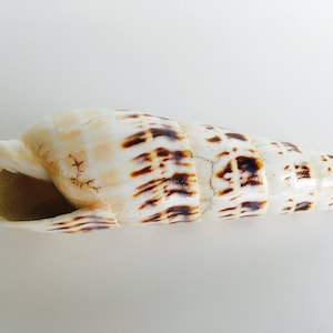 May include: A cream-coloured seashell with brown markings, showing a natural, elongated shape. The shell has a spiral form and a textured surface. The opening reveals a glimpse of the interior, highlighting its organic beauty.