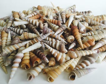 1LB Seashell Mix Marrón Púrpura Tan Blanco Turritella Conchas Surtido Proyectos de arte Fiesta temática en la playa Decoración de la boda Tanque de peces y rellenos de jarrones
