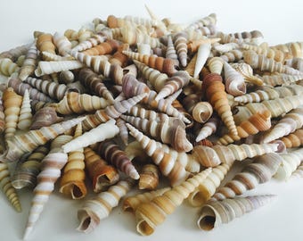 2lb Seashell Mix Brown Purple Tan White Turritella Shells Assortment Art Projects Beach Theme Party Wedding Décor Fish Tank and Vase Fillers