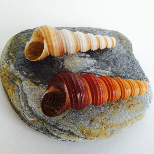 Seashell Pipe Etsy