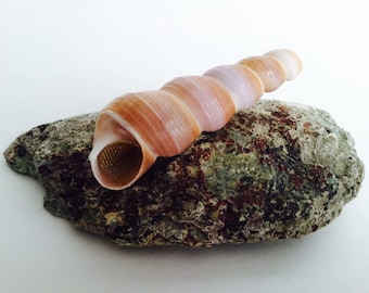 The Purple Nurple - by ShellPipe (Free pipes with every order!) * Shell Pipe * Seashell Pipe * Smoking Pipe * Natural Pipe *