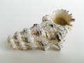 The Rockfish - by ShellPipe (Free pipes with every order!) * Shell Pipe * Seashell Pipe * Smoking Pipe * Natural Pipe *