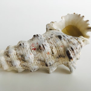 May include: A large, textured seashell with a cream and brown mottled pattern. The shell has a prominent, open spiral and a ruffled edge. The interior is a golden yellow colour. A natural decorative item.