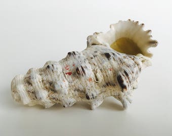 The Rockfish - de ShellPipe (¡Pipas gratis con cada pedido!) * Pipa de concha * Pipa de concha marina * Pipa para fumar * Pipa natural *