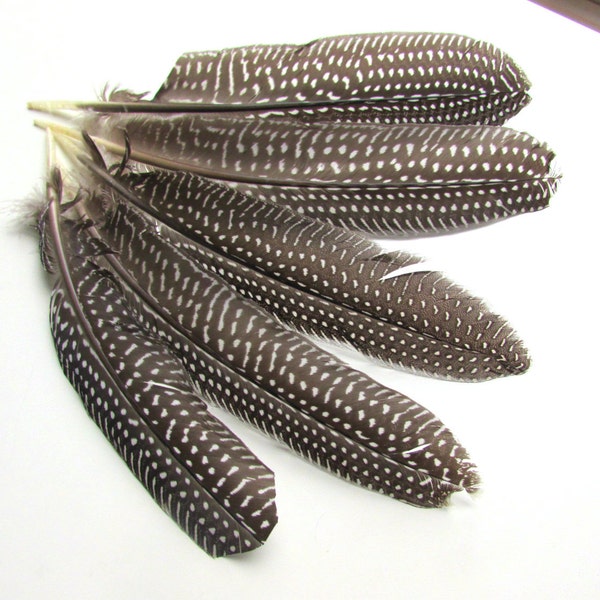 10 Natural guinea fowl featherS 5-7 inch, Feathers with dots