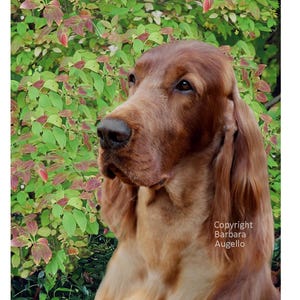 Irish Setter Flag, Irish Setter Gift, Irish Setter Art
