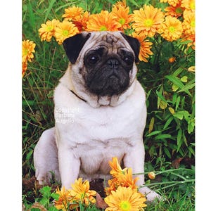 Pug Flag, Pug Gift, Pug Fawn Art