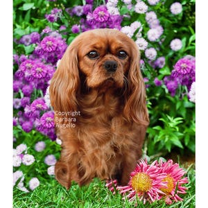 Cavalier King Charles Spaniel Flag, Cavalier Spaniel Gift, Ruby Cavalier Spaniel