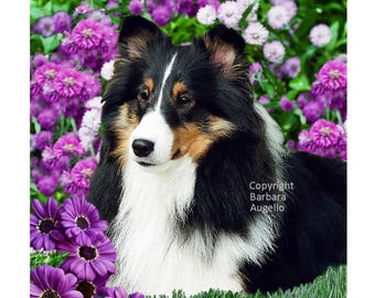 Sheltie Tri Flag: Garden Art 12"x18" & 28"x40", Sheltie Tricolor Gift