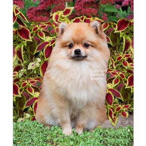 Pomeranian Flag, Pomeranian Gift, Pomeranian Art