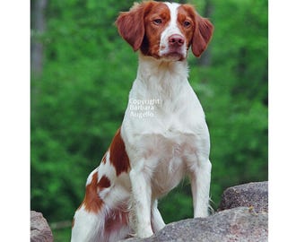Brittany Spaniel Flag, Brittany Gift, Brittany Spaniel Art