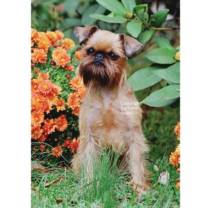 Brussels Griffon Flag, Brussels Griffon Gift, Brussels Griffon Art