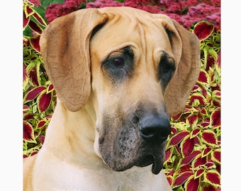 Great Dane Fawn Flag: 12"x18" & 28"x40" Garden Art