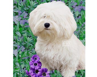 Havanese Cream Flag: Garden Art 12"x18" & 28"x40", Havanese Lover Gift