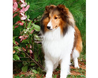Sheltie Flag: Sable Sheltie Gift,  Garden Art 12"x18" & 28" x 40"