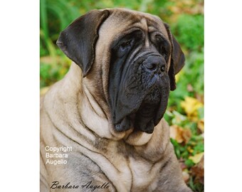 english mastiff art etsy