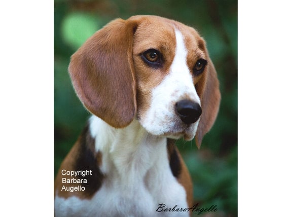 Beagle Flag Gift Art Garden Beagle Flag Gift Art, Beagle Garden Flag