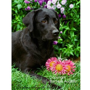 Black Lab Flag, Black Lab Gift, Black Lab Art