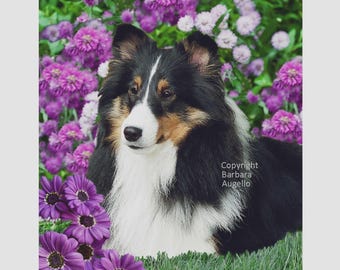 Sheltie Flag: Garden Art 12"x18" & 28"x40", Sheltie Tricolor Gift